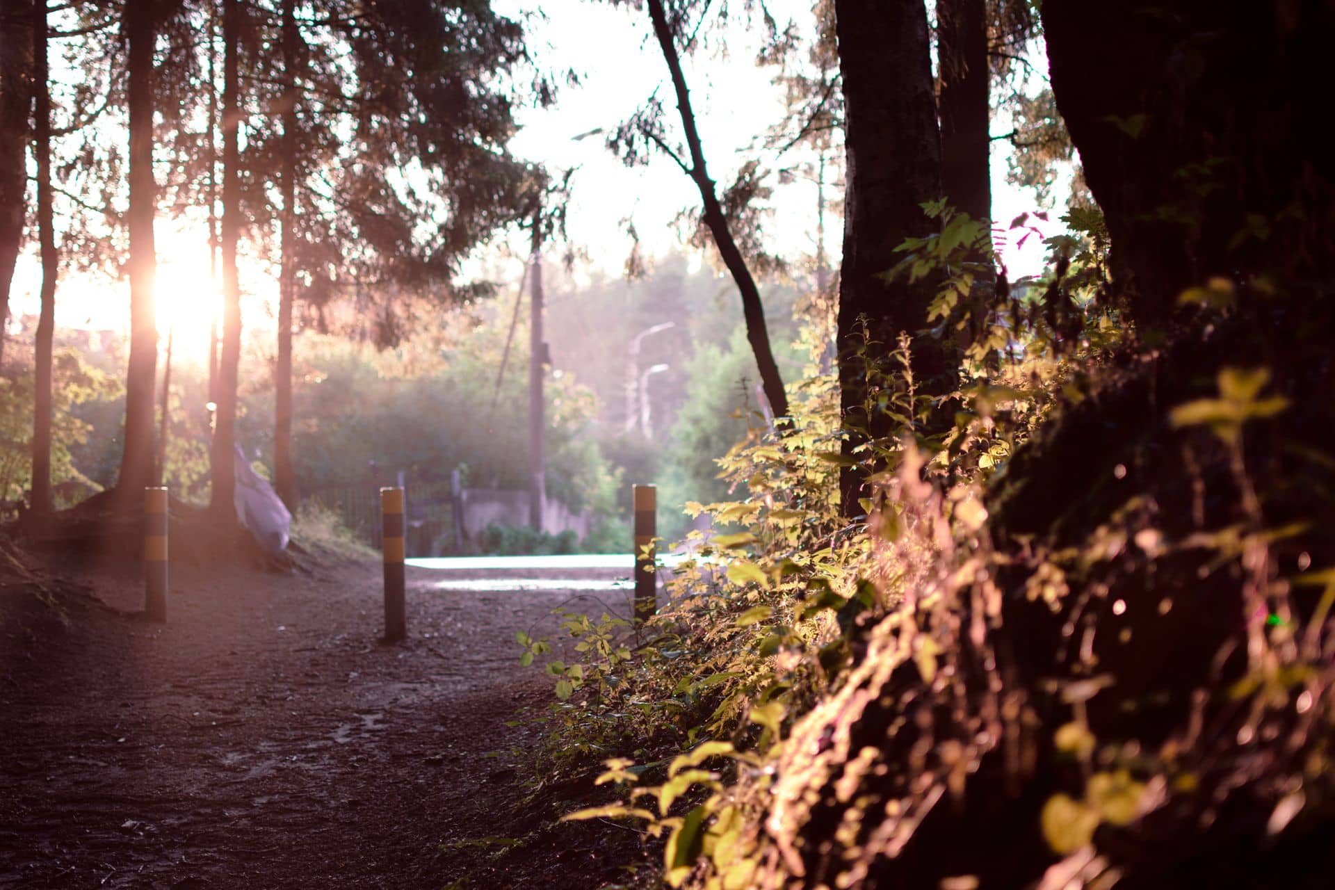 Sendero entre árboles con luz cálida del amanecer